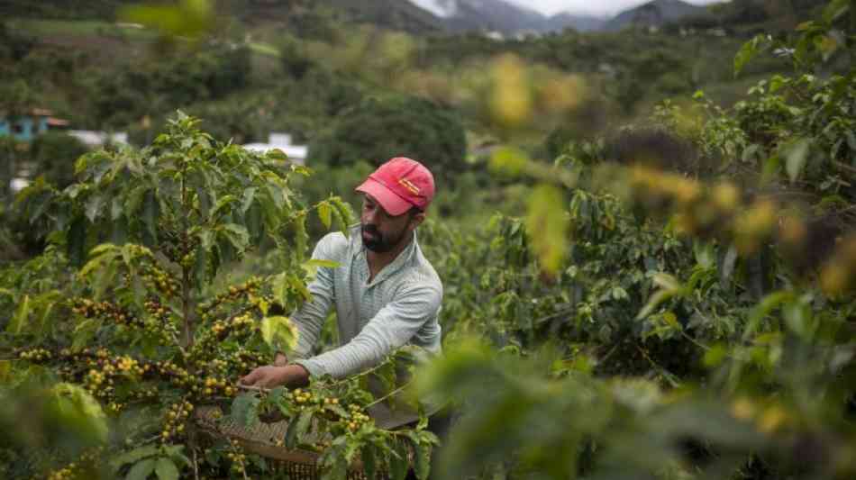 Kaffeeproduktion in Brasilien erreicht neues Rekordhoch