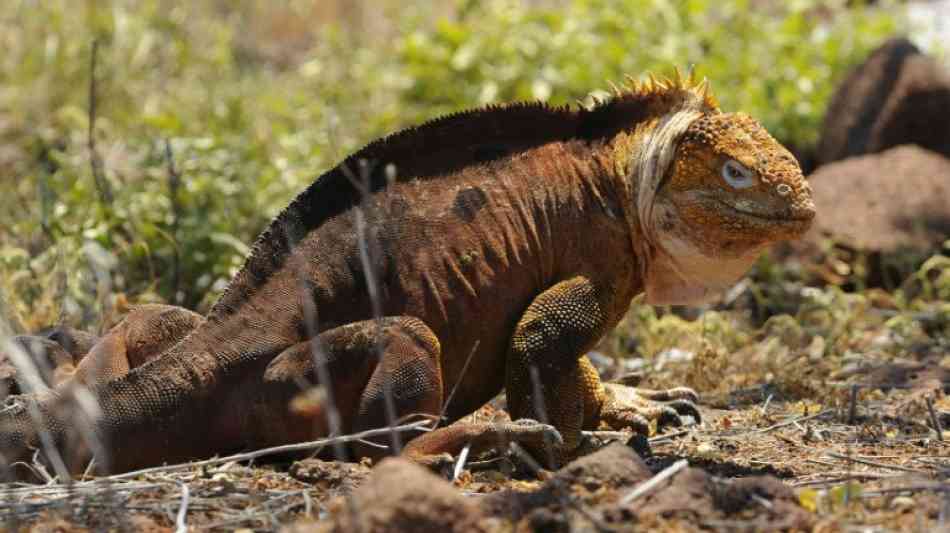 Tierwelt und Natur: Landleguane auf Galapagos-Inseln umgesiedelt