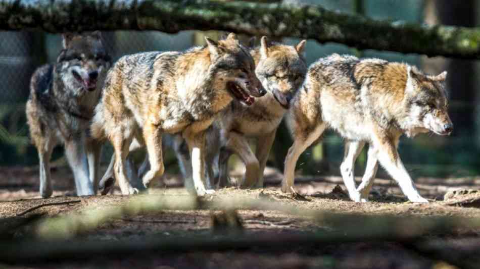 Wolfsrudel aus Gehege im Bayerischen Wald ausgebrochen