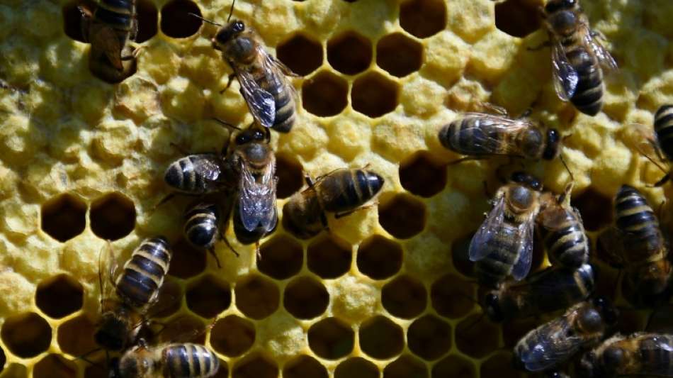 Weltbiodiversitätsrat legt Bericht zur Zerstörung der Artenvielfalt vor