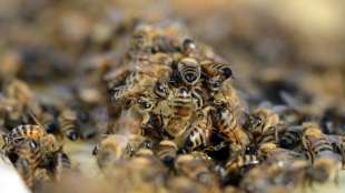 Tausende Bienen greifen in Frankreich Spaziergänger an
