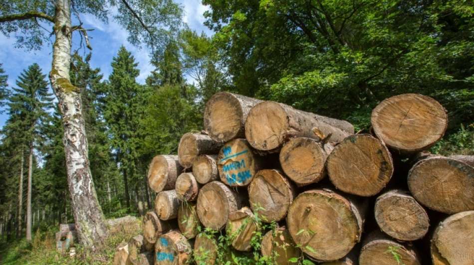 Umweltorganisation BUND warnt vor Zusammenbruch von Wäldern durch Klimawandel