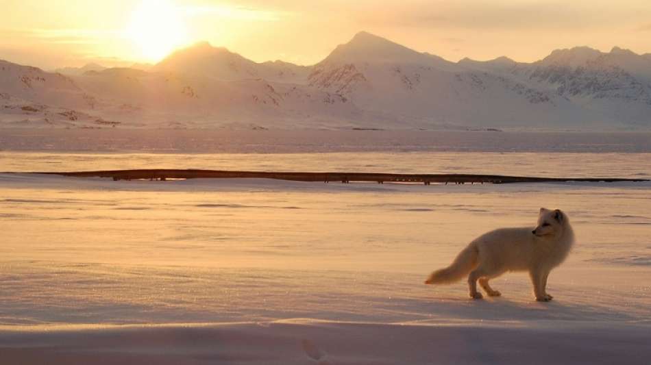 In 76 Tagen durch die Arktis: Polarfüchsin verblüfft mit Marathon die Forscher
