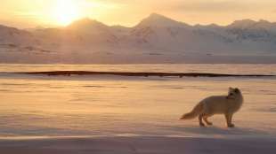 In 76 Tagen durch die Arktis: Polarfüchsin verblüfft mit Marathon die Forscher
