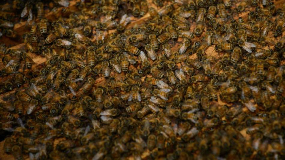 Bienenschwarm auf Cockpit-Scheibe sorgt für stundenlange Flugverspätung