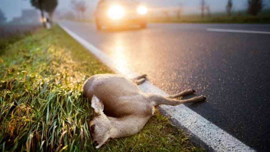 Zehn Menschen starben im vergangenen Jahr bei Wildunfällen