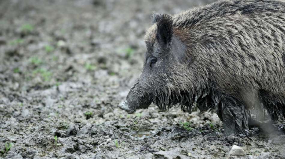 Fall von Afrikanischer Schweinepest im Westen von Polen