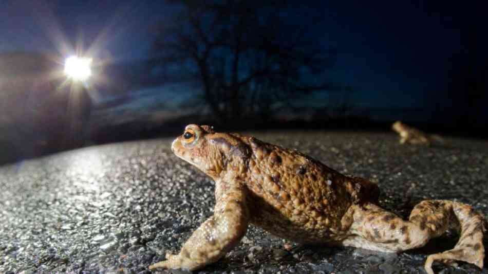 Krötenwanderung beginnt wegen milder Temperaturen schon früh