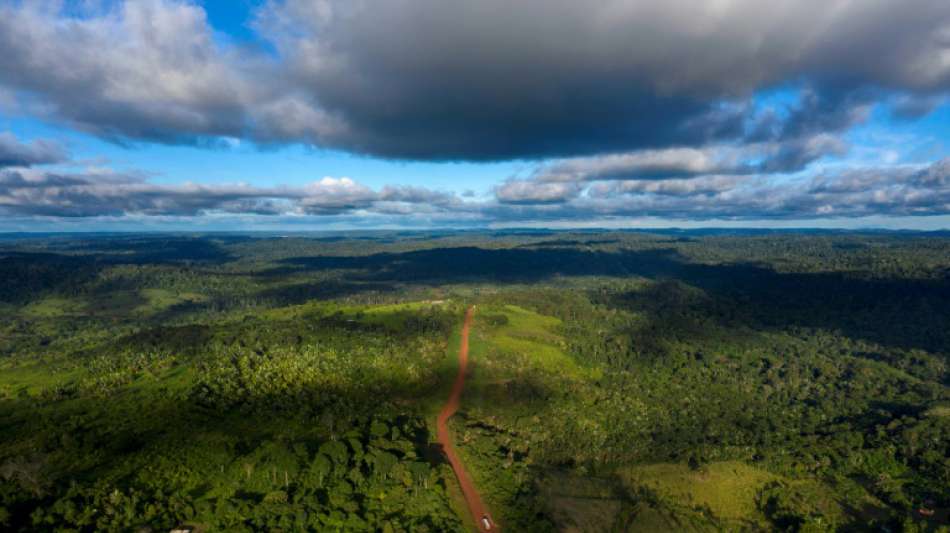 Studie: 2018 Regenwälder von der großen Fläche Englands zerstört