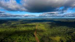 Studie: 2018 Regenwälder von der großen Fläche Englands zerstört