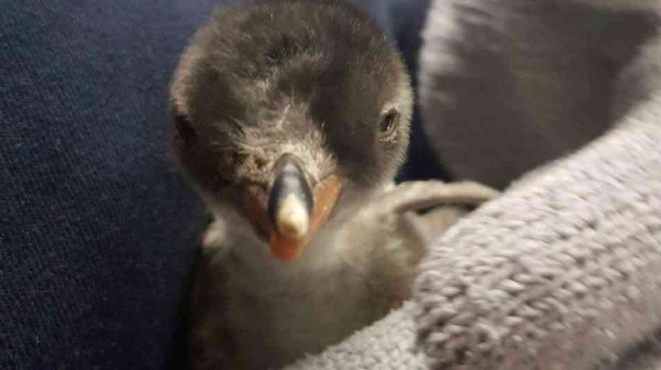 Zwei männliche Pinguine brüten gemeinsam Junges aus