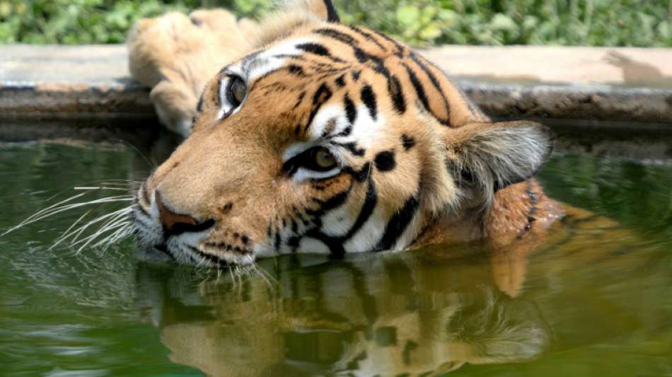 Indiens Tiger-Population um rund ein Drittel gewachsen 