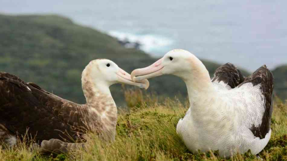 Riesenmäuse bedrohen seltene Albatros-Art auf britischer Insel im Südatlantik