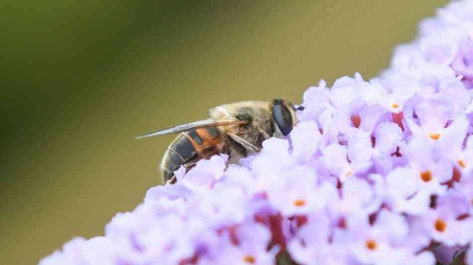 Klöckner will insektenfreundlichere Straßenlaternen und Gärten