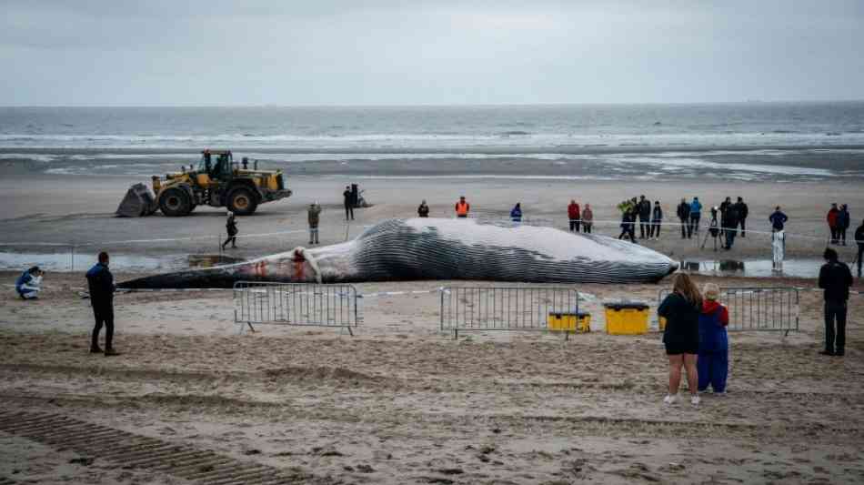 18 Meter langer Finnwal an belgischer Nordseeküste gestrandet