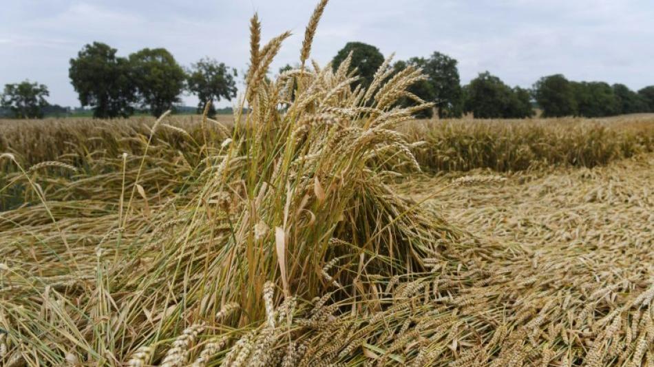Deutschlands Bauern bangen wegen Dauerregens um die Ernte