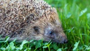 Frau entdeckt angezündeten Igel im nordrhein-westfälischen Willich