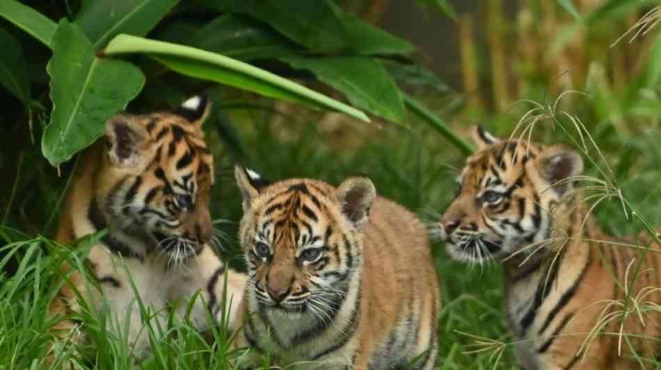 Junge Sumatra-Tiger im Zoo von Sydney vorgestellt