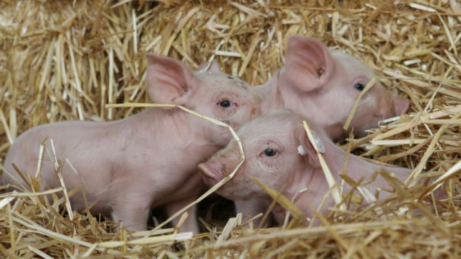 Regierung beschließt staatliches Tierwohllabel für Schweinefleisch