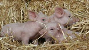 Regierung beschließt staatliches Tierwohllabel für Schweinefleisch