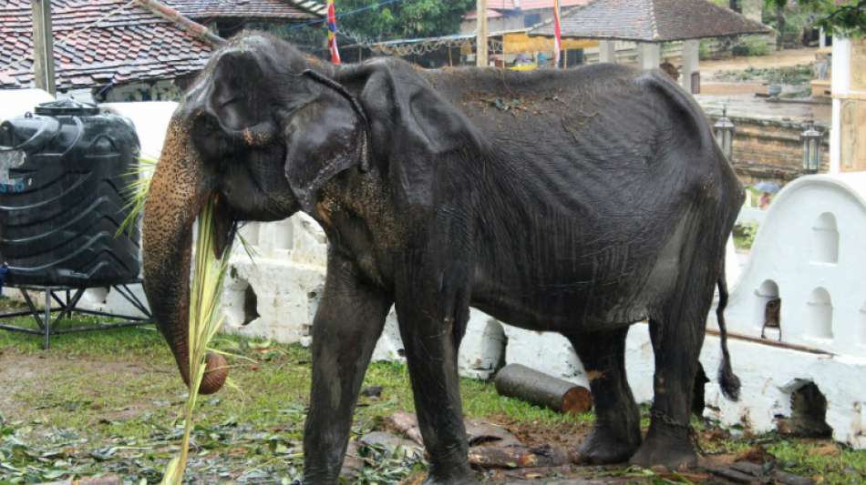 Ermittlungen wegen Tierquälerei nach Elefantenparade in Sri Lanka