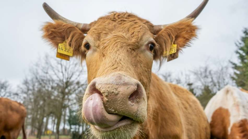 Umweltverbände fordern weniger Tierhaltung in Deutschland