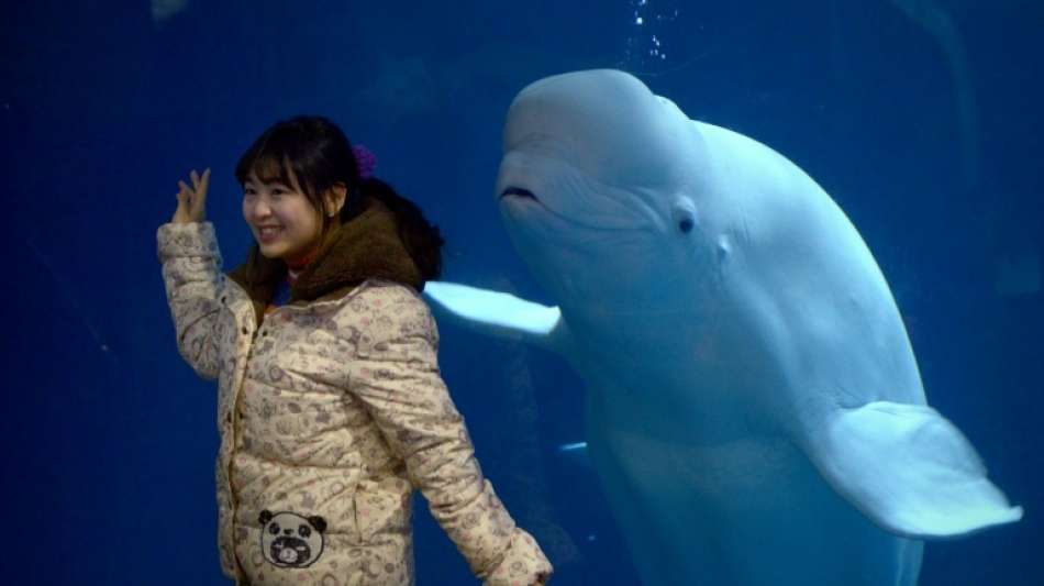 Belugas aus chinesischer Gefangenschaft nach Island geflogen