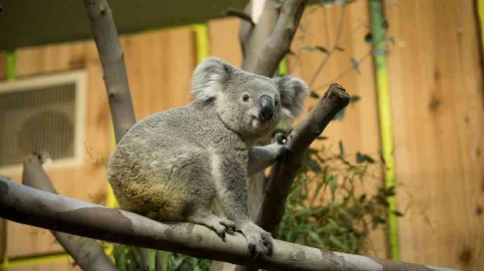 Koala fliegt auf eigenem Sitz von D