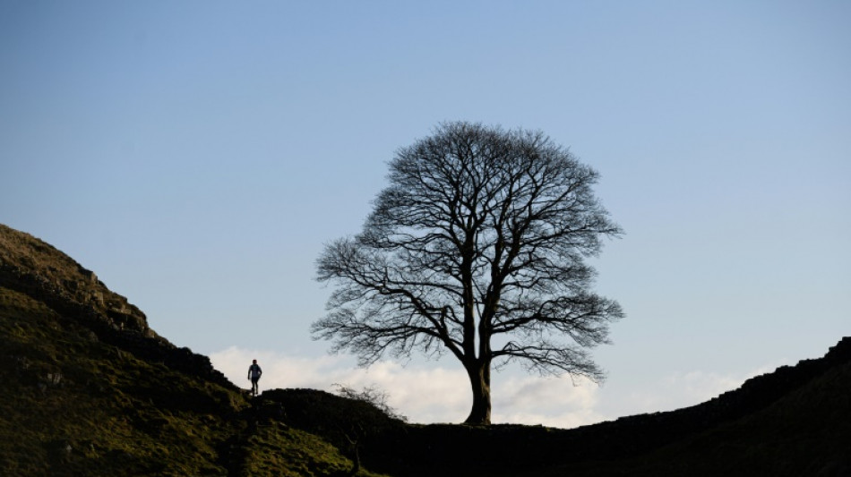 Acusado de tumbar un árbol famoso en Reino Unido se declara no culpable