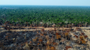 La Tierra perdió un área de selva equivalente a un campo de fútbol cada 5 segundos