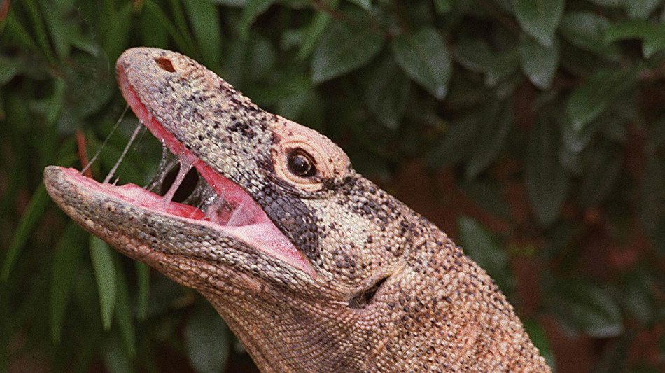 Denti seghettati di ferro, il segreto del drago di Komodo