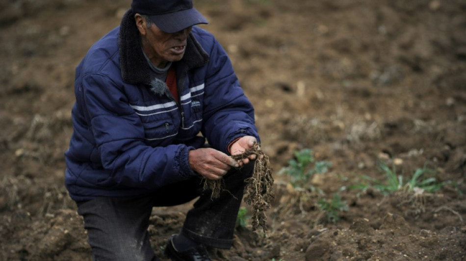 Sur les hauts plateaux de Bolivie, la pomme de terre malmenée par le climat