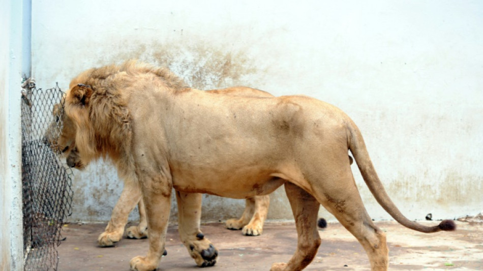 Tres cachorros aparecidos en Senegal dan esperanzas de salvar a los leones de África occidental