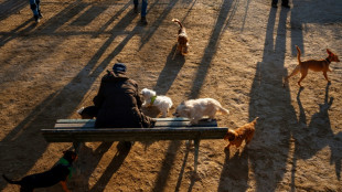 Bundesgerichtshof: Hundehalter muss nach Unfall mit Schleppleine womöglich haften