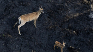 Canada's wildfires take devastating toll on wildlife