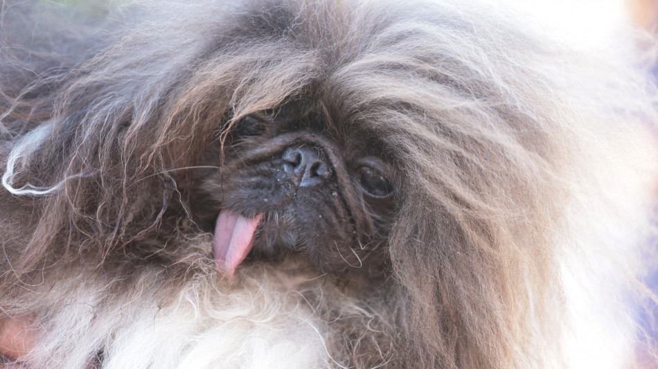 E' un pechinese di otto anni il 'cane più brutto del mondo'