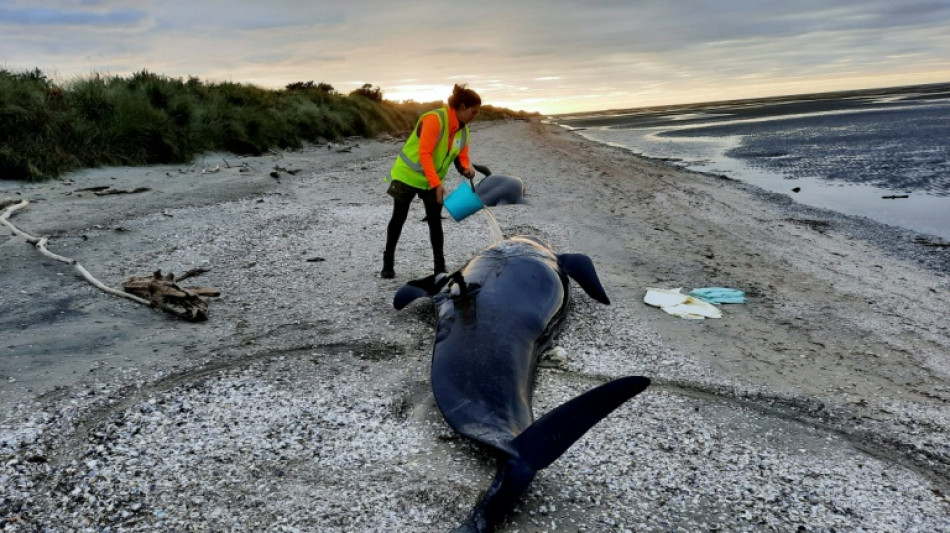 Nouvelle-Zélande: une vingtaine de cétacés échoués retrouvés morts