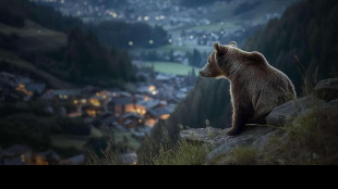 Gli orsi e il Trentino, arriva il doc 'Pericolosamente vicini'