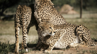 70 años después de la extinción de los guepardos en India, llegan ocho ejemplares de Namibia