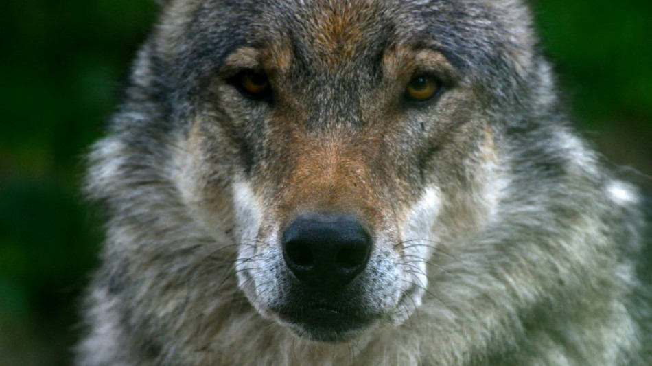 Zahl der Wolfsrudel in Deutschland steigt weiter