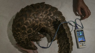 Endangered pangolins get fresh chance in S.African clinic