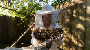 A Miami, celle qui vient en aide aux abeilles menacées d'extermination