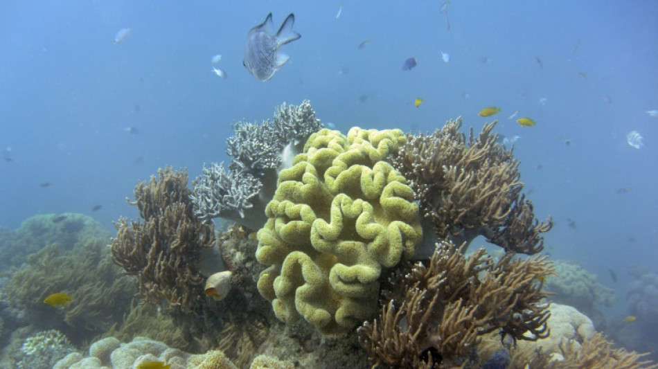 L'Australie investit dans la protection de la Grande barrière de corail