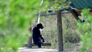 Spain seeks ground-breaking law for great apes