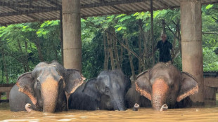 Thaïlande: deux éléphants meurent noyés dans des crues soudaines dans le nord du pays