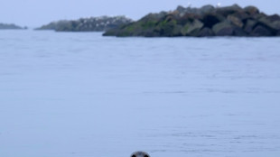 Zahl der Seehunde im Wattenmeer deutlich gesunken