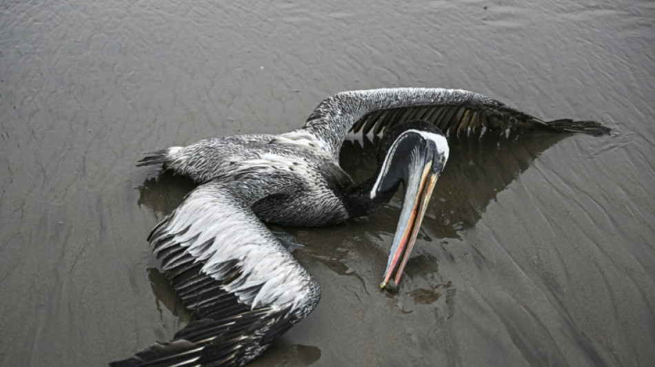 Más de 22.000 aves marinas mueren por influenza aviar en Perú