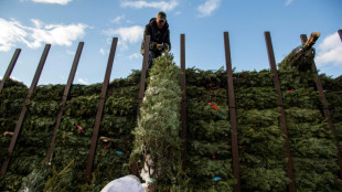Polizei in Rheinland-Pfalz klärt Diebstahl eines Weihnachtsbaums auf