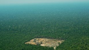 EU-Parlament will strengere Regeln für Importe aus Abholzungsgebieten