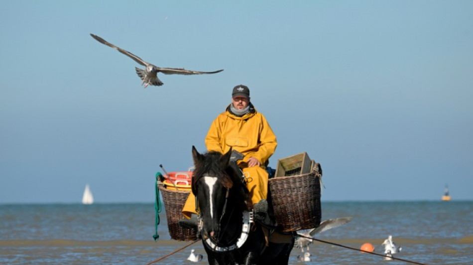 Oostduinkerke, "dernier endroit au monde" pour la pêche aux crevettes à cheval